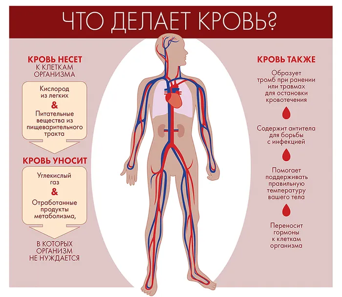 Плакат-Что-делает-кровь